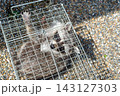 人間のような手を持つ箱罠で捕獲されたアライグマ 143127303