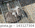 人間のような手を持つ箱罠で捕獲されたアライグマ 143127304