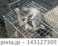 人間のような手を持つ箱罠で捕獲されたアライグマ 143127305