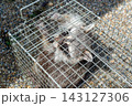 箱罠で捕獲されたアライグマ 143127306