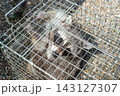 箱罠で捕獲されたアライグマ 143127307