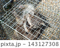 箱罠で捕獲されたアライグマ 143127308