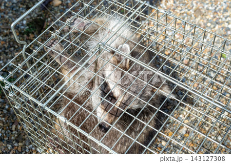 箱罠で捕獲されたアライグマ 箱罠で捕獲されたアライグマ 143127308