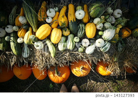 Pumpkin patch market, autumn harvest concept 143127393