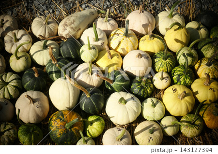 Pumpkin patch market, autumn harvest concept Pumpkin patch market, autumn harvest concept 143127394