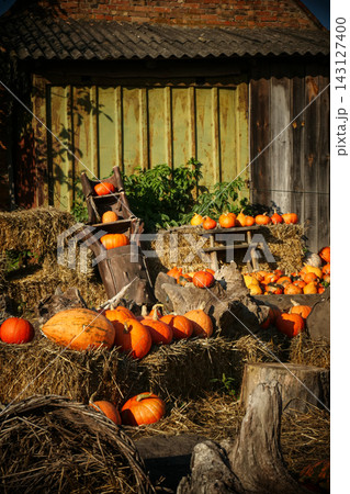 Pumpkin patch market, autumn harvest concept 143127400
