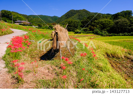 収穫の秋、赤い彼岸花の風景 収穫の秋、赤い彼岸花の風景 143127713