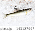 アユ 143127997