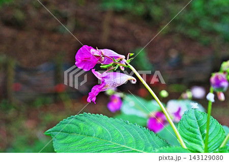 赤いツリフネソウの花(秋、九月) 赤いツリフネソウの花(秋、九月) 143129080