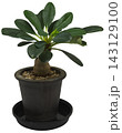 鉢植えの塊根植物 ユーフォルビア・ラメナ（学名：Euphorbia ramena）の背景透過画像 143129100