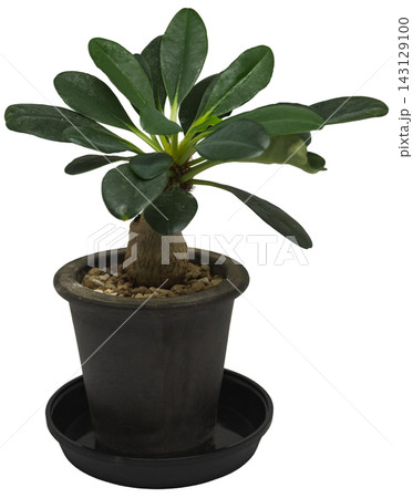 鉢植えの塊根植物 ユーフォルビア・ラメナ(学名:Euphorbia ramena)の背景透過画像 鉢植えの塊根植物 ユーフォルビア・ラメナ(学名:Euphorbia ramena)の背景透過画像 143129100