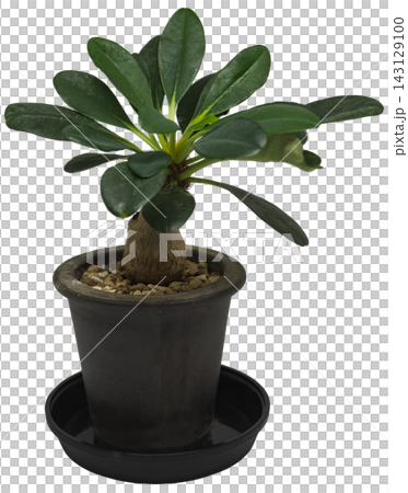 鉢植えの塊根植物 ユーフォルビア・ラメナ(学名:Euphorbia ramena)の背景透過画像 鉢植えの塊根植物 ユーフォルビア・ラメナ(学名:Euphorbia ramena)の背景透過画像 143129100