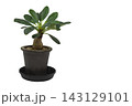 鉢植えの塊根植物 ユーフォルビア・ラメナ（学名：Euphorbia ramena）の白背景透過画像 143129101