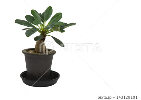 鉢植えの塊根植物 ユーフォルビア・ラメナ（学名：Euphorbia ramena）の白背景透過画像 143129101