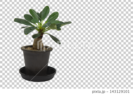 鉢植えの塊根植物 ユーフォルビア・ラメナ（学名：Euphorbia ramena）の白背景透過画像 143129101