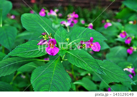 赤いツリフネソウの花(秋、九月) 赤いツリフネソウの花(秋、九月) 143129149