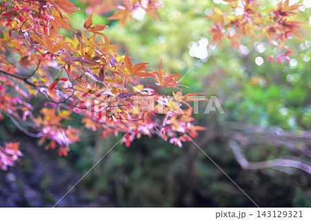 紅葉したモミジ 紅葉したモミジ 143129321