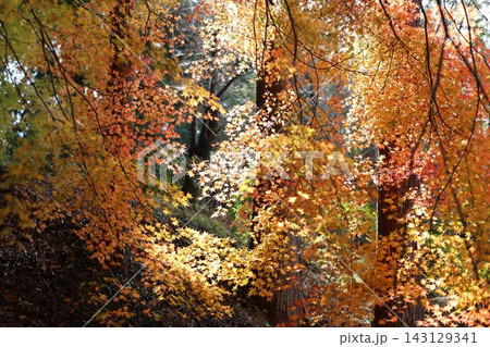 秋の陽光を受けて黄金色に輝く紅葉と木漏れ日が挿し込む境内の風景 143129341