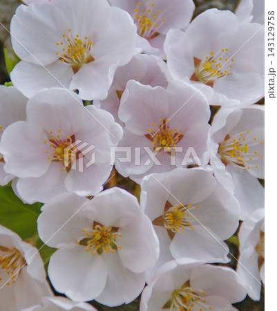 春に咲く繊細な白い桜の花_マクロ撮影による美しい花びら 春に咲く繊細な白い桜の花_マクロ撮影による美しい花びら 143129758