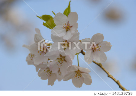 青空を背景に美しく咲く桜の花のクローズアップ 青空を背景に美しく咲く桜の花のクローズアップ 143129759