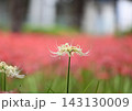 白色曼珠沙華を撮る 143130009