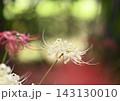 白い彼岸花 143130010