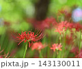 赤い彼岸花 143130011
