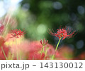 赤い彼岸花 143130012