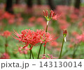 赤い彼岸花 143130014