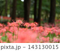 森に咲く赤い彼岸花 143130015