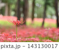 森の中で咲く赤い彼岸花 143130017