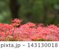 赤い彼岸花 143130018