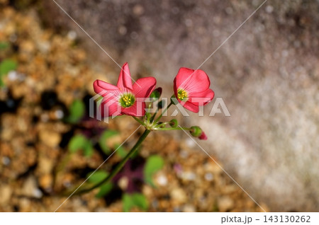 モンカタバミの花 143130262