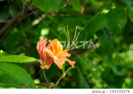 エクスカリバーアザレアの花 143130379
