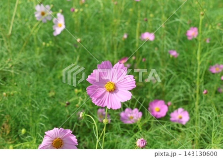 秋の花コスモスの季節がやってきた 143130600