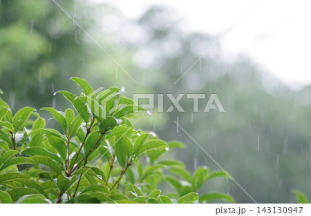 激しい雨が降り注ぐみずみずしい新緑の葉 激しい雨が降り注ぐみずみずしい新緑の葉 143130947