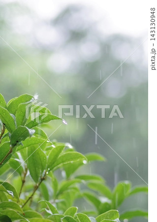 激しい雨が降り注ぐみずみずしい新緑の葉 激しい雨が降り注ぐみずみずしい新緑の葉 143130948