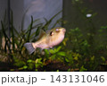 ゴールデンパファー 143131046