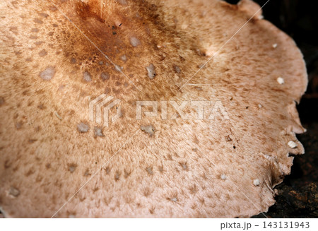 カサザラエノハラタケ茸の鱗片状のカサアップ（日本自然菌・キノコ生態マクロ撮影） 143131943