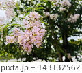 緑の木々を背景に咲く淡いピンク色のサルスベリ 143132562