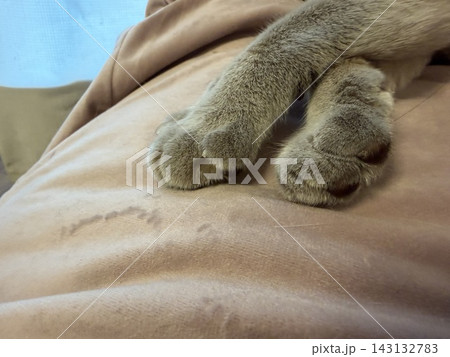 リラックスして眠る猫の手元 リラックスして眠る猫の手元 143132783