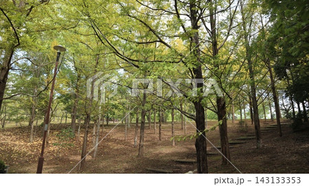 雑の刈られた西神中央公園 雑の刈られた西神中央公園 143133353