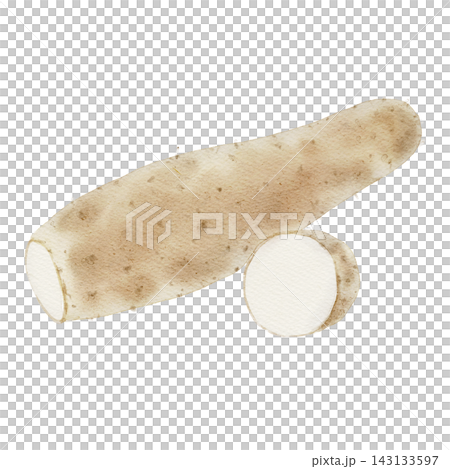 Watercolor illustration of a Japanese yam Watercolor illustration of a Japanese yam 143133597