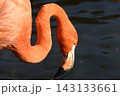 ベニイロフラミンゴ 143133661