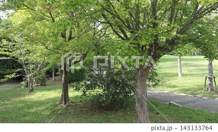 雑の刈られた、少し緑の戻った西神中央公園  143133764