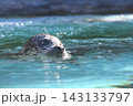 ゼニガタアザラシ 143133797