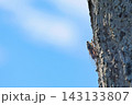木にとまるセミ 143133807