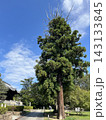 シンボルツリーと青空 143133845