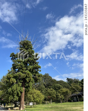 シンボルツリーと青空 シンボルツリーと青空 143133847
