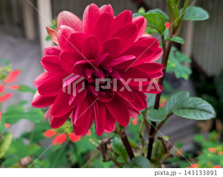 深紅の花びらが幾重にも重なる華やかなダリア 深紅の花びらが幾重にも重なる華やかなダリア 143133891